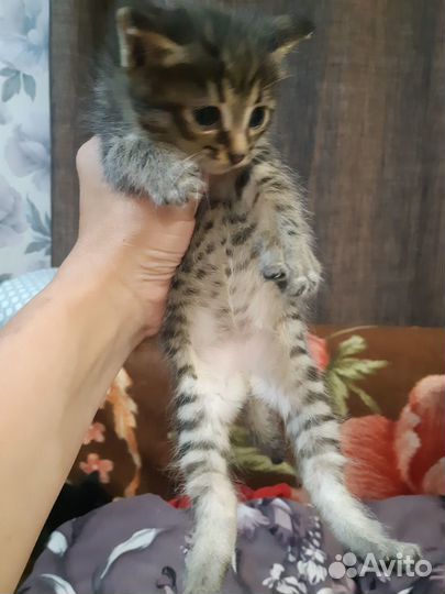 Маленькие детки.в добрые руки