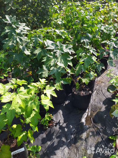 Саженцы смородины