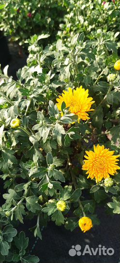 Хризантемы мультифлора