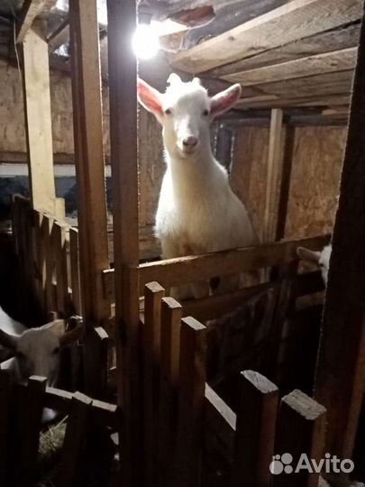 Козы и козлята