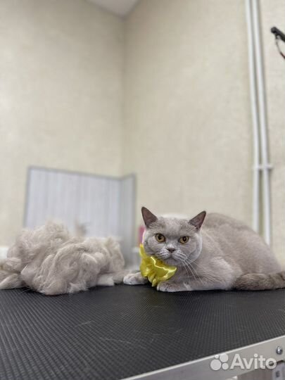 Стрижка / экспресс-линька кошек и собак