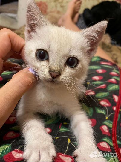 Котёнок девочка в добрые руки