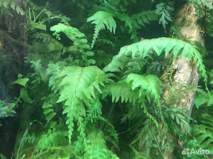 Редкий папоротник и мох(Болбитис мини)
