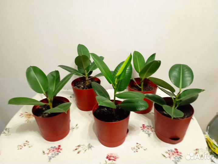 Фикус каучуконосный