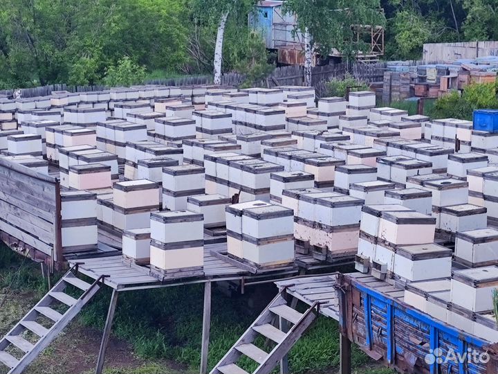 Пчелопакеты карника, бакфаст