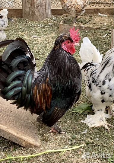 Куры бентамки