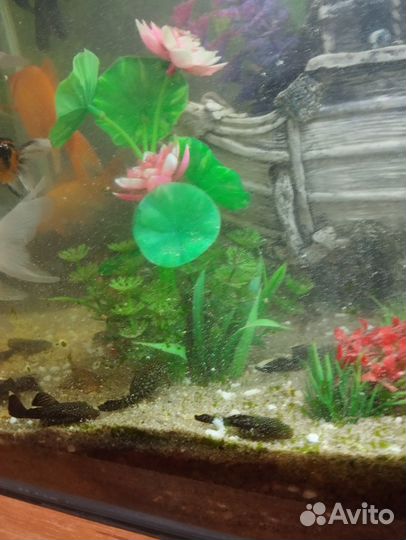 Аквариум