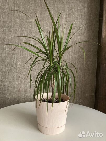 Пальма драцена