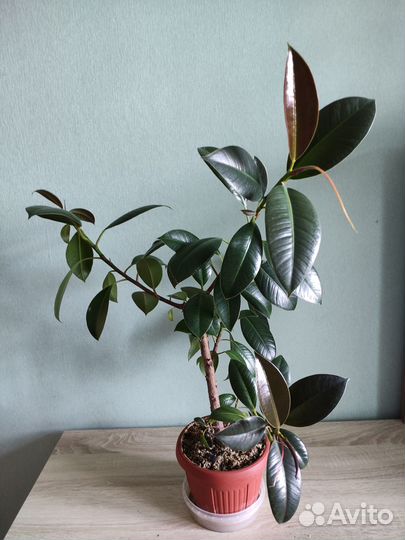 Взрослые фикусы