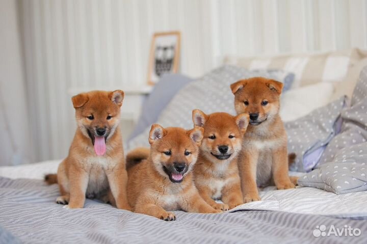 Кобель Сиба Ину для вязок