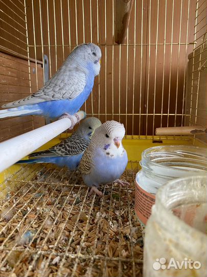 Выставочные волнистые попугаи (ввп, Чехи)