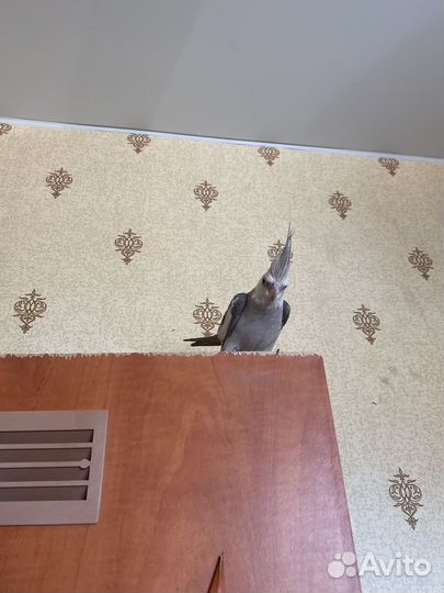 Попугай корелла с клеткой