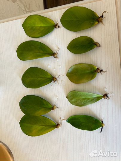 Замиокулькас укорененные листочки