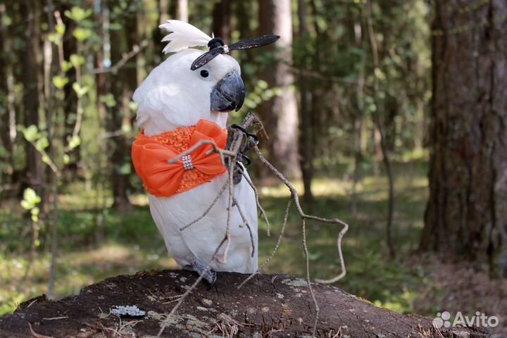 Экотовары для попугаев, грызунов