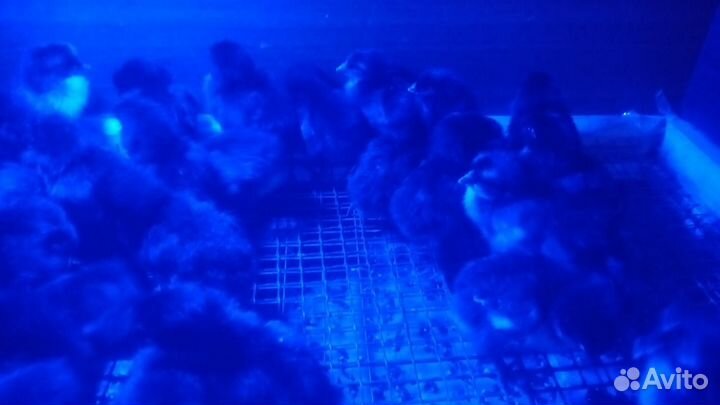 Куры цыплята