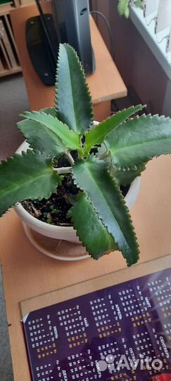 Каланхоэ лечебное