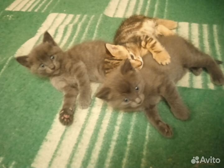 Отдам котят