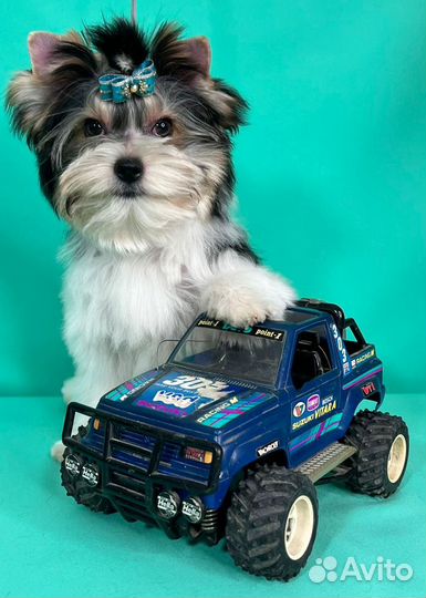 Отличный мальчик бивер