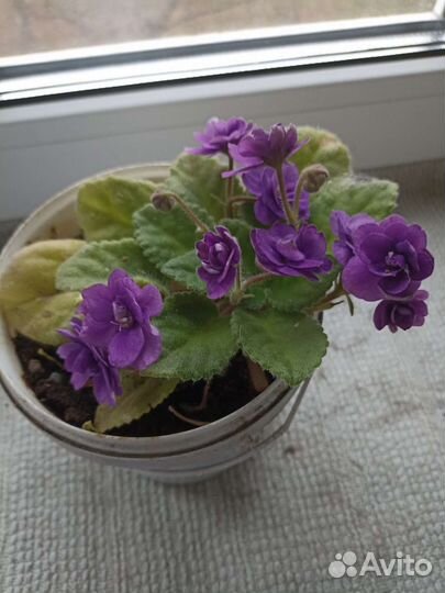 Фиалки продажа