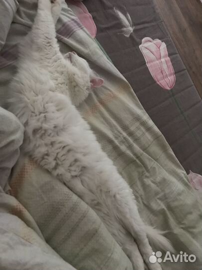 Кошка ищет дом