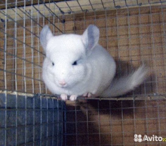 Мини ферма шиншилл