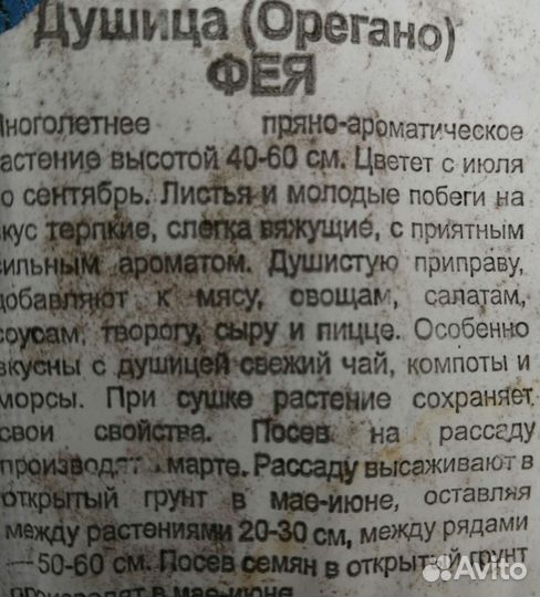 Орегано, рассада