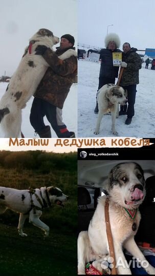 Вязка сао (алабай)