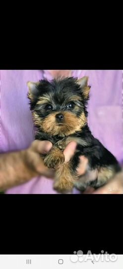 Йоркширский терьер