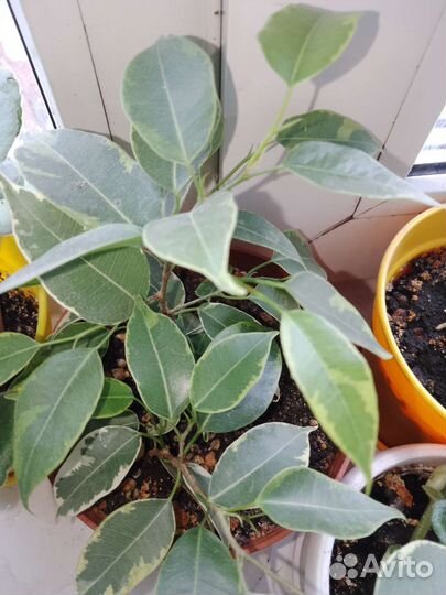 Фикус бенджамина