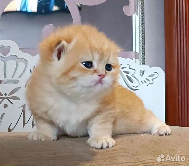 Котята золотая шиншилла