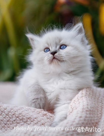 Невские маскарадные котята