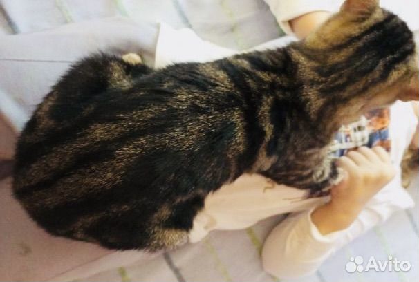 Особенные котята