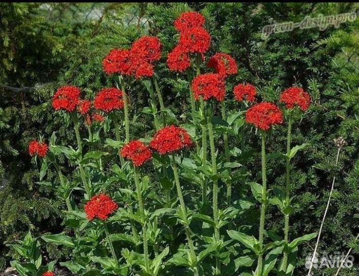 Цветы многолетние из своего сада