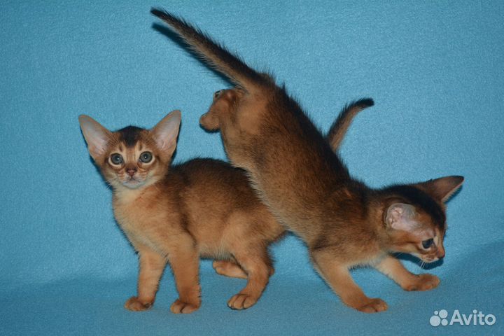 Самые красивые