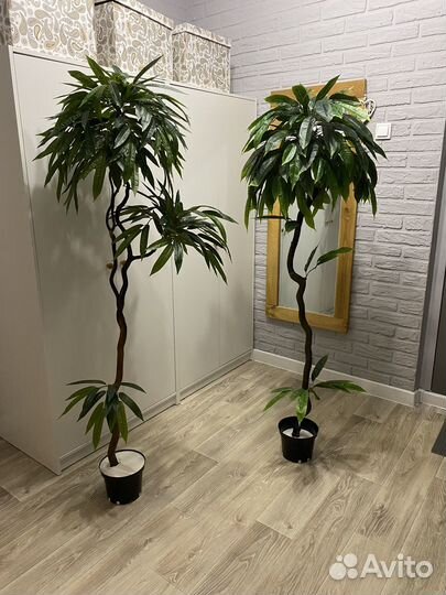 Искуственное дерево манго