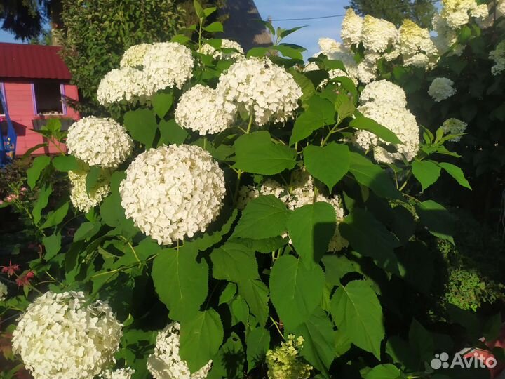 Цветы для сада