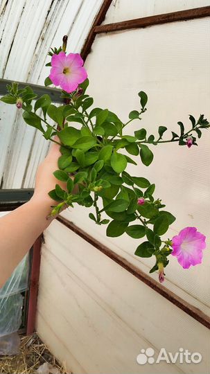 Петуния ампельная