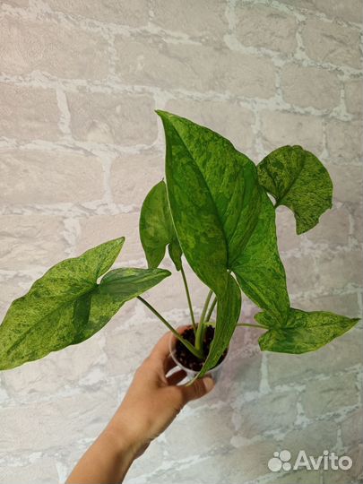 Сингониум Моттлед