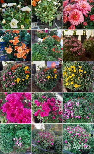 Хризантемы мультифлора