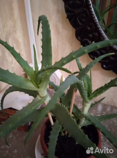 Алоэ столетник лечебный взрослый с big отростками