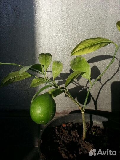 Лимонные деревья и другие цитрусы