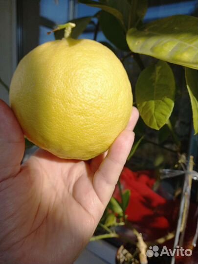 Лимонное дерево