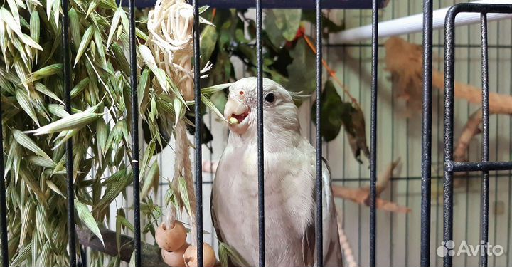 Птенцы попугая корелла