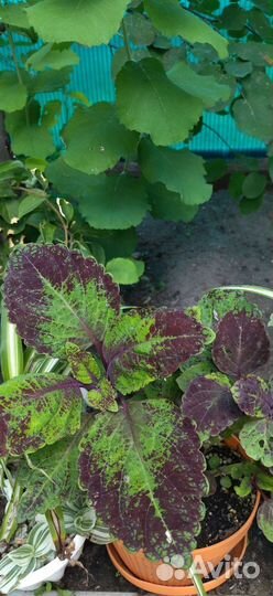 Монстера, колеусы