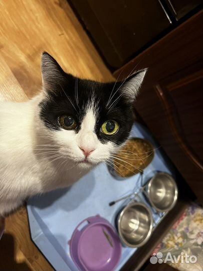 Передержка животных