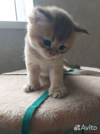 Золотые британские котята