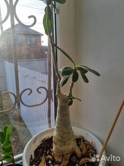 Адениум комнатное растение