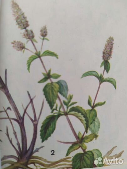 Мята, малина,облепиха,укроп - лист, сок калины