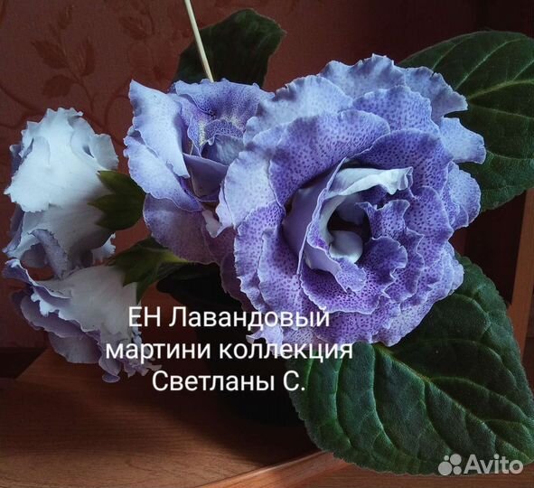 Глоксиния детки, клубни