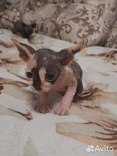 Котята сфинкс